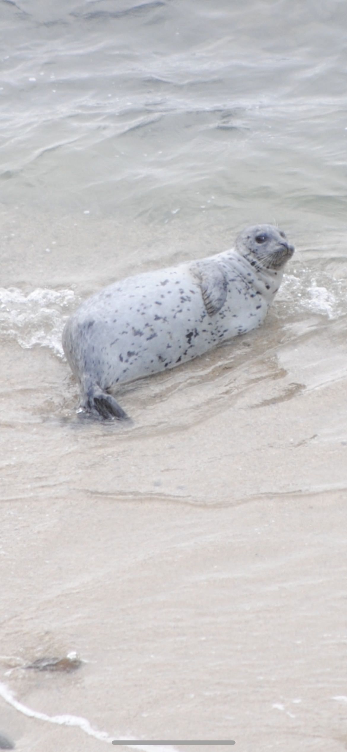 Seal of Disapproval Sticker