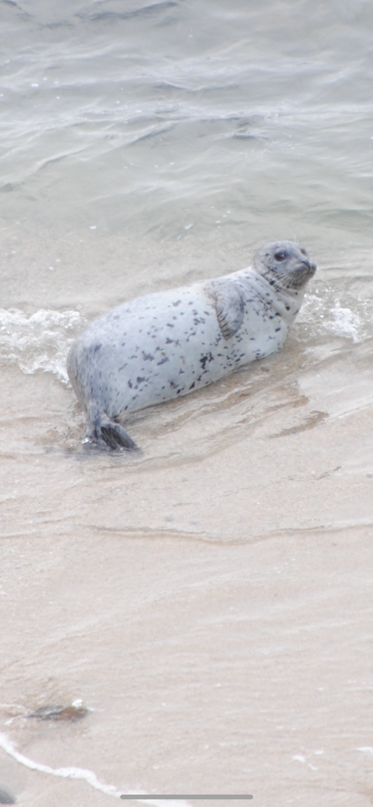 Seal of Disapproval Sticker